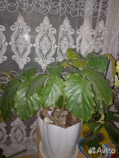 Тетростигма и другие комнатные цветы