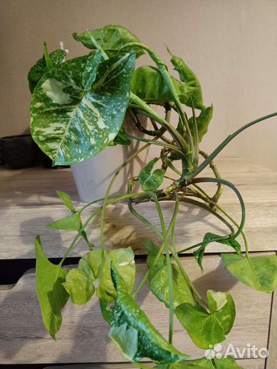 Филодендрон и сингониум