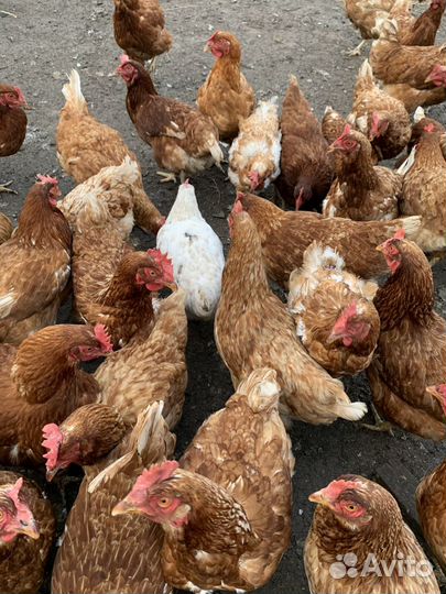 Куры несушки