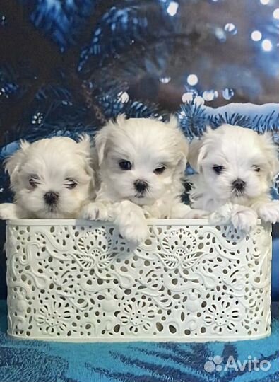 Кукольные мальчики