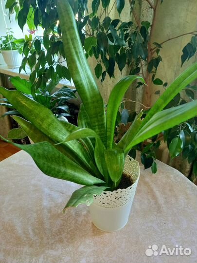 Замиокулькас