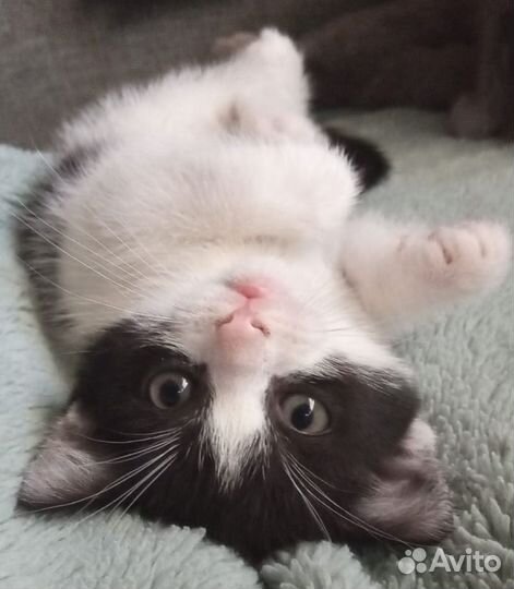 Котёнок в добрый руки