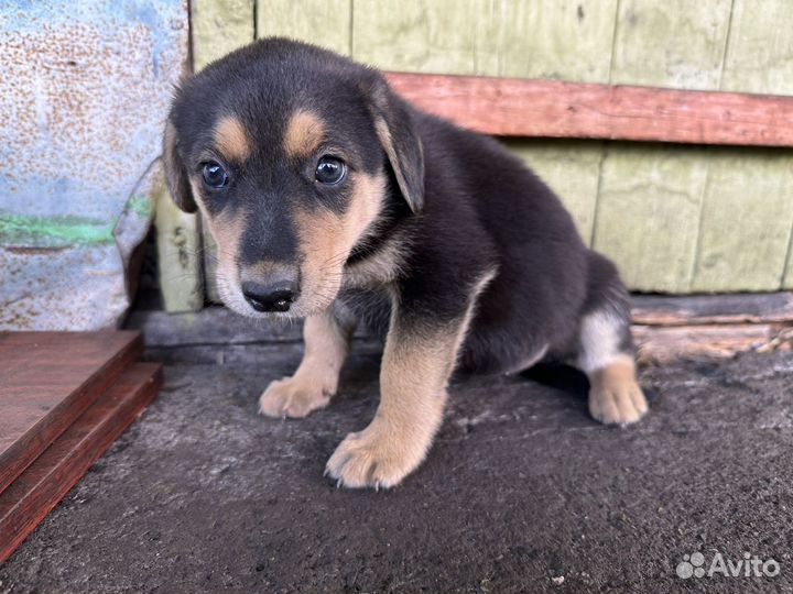 Щенки русской гончей