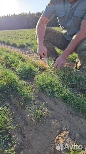 Сеянцы ели европейской окс