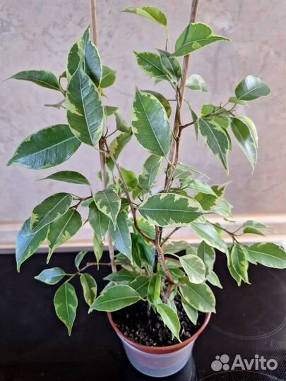 Фикус бенджамина пестролистный