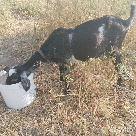 Англо нубийские козы дойные