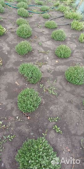 Декоративные растения для сада, сдек, почта