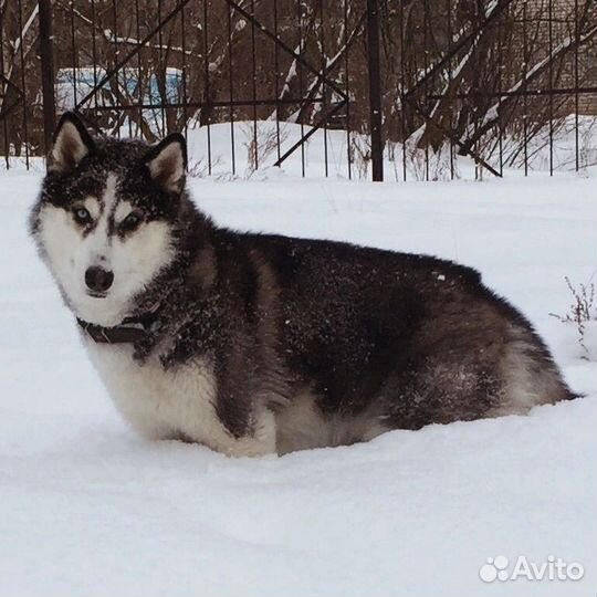 Отдам в добрые руки хаски