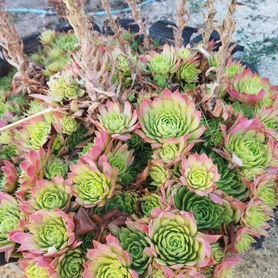 Молодило (Sempervivum)