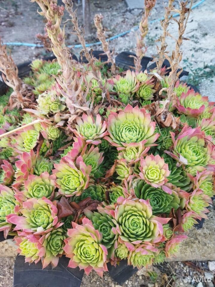 Молодило (Sempervivum)