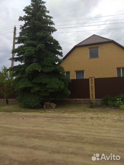 Саженцы ели