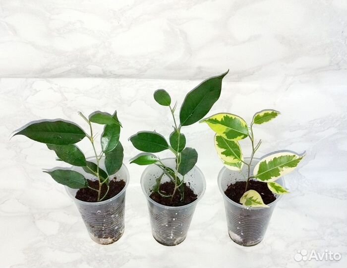 Фикус Бенджамина