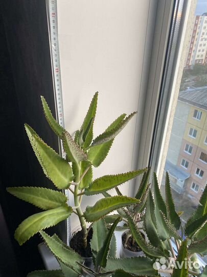 Каланхоэ лечебное