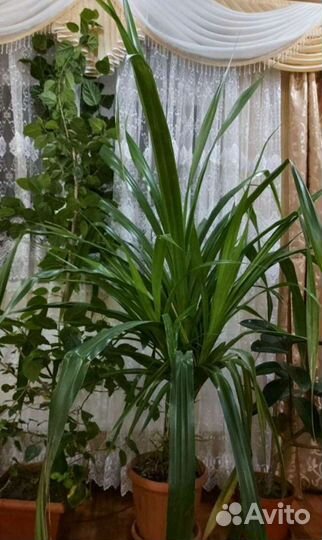 Пандамус пальма