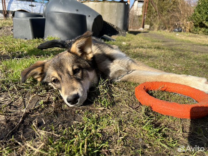 Щенок в добрые руки
