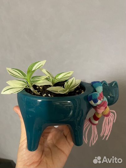 Традесканция ivory hill