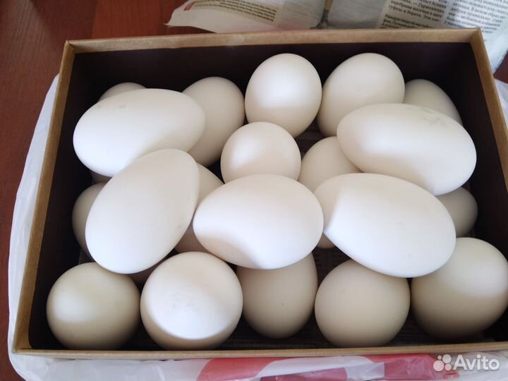 Индюшиное яйцо