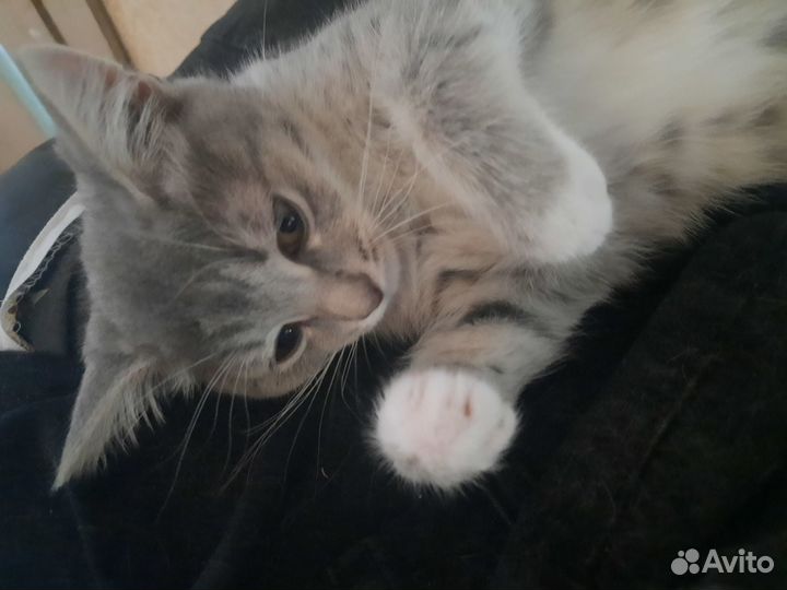 Котята ищут дом