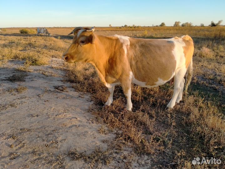 Продажа крс