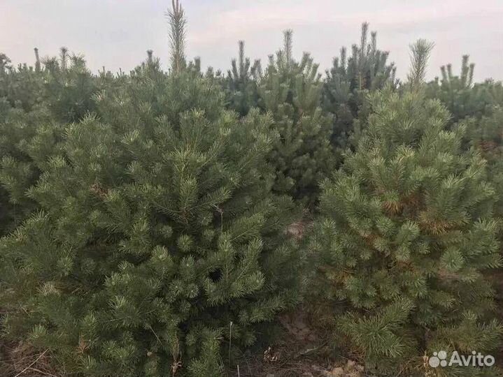 Новогодние сосны оптом