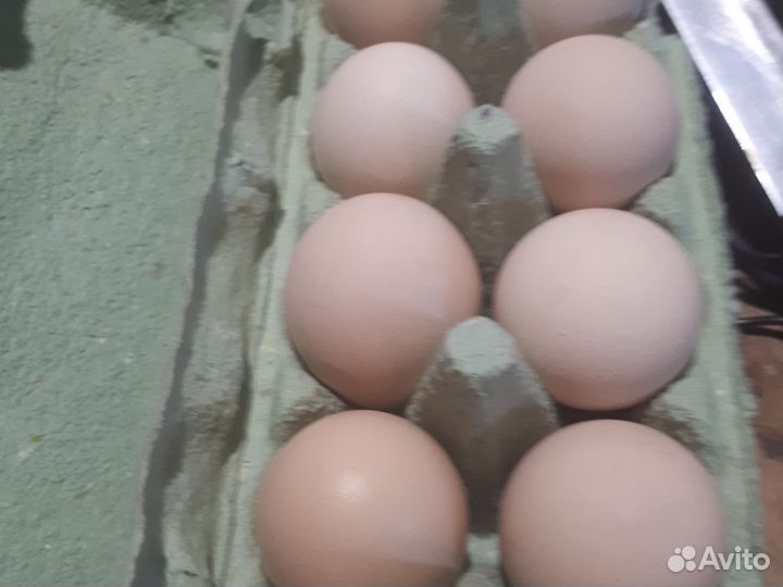 Инкубационное яйцо