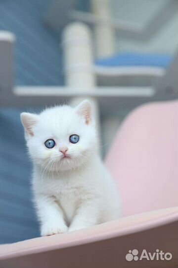 Очаровательный британский мальчик