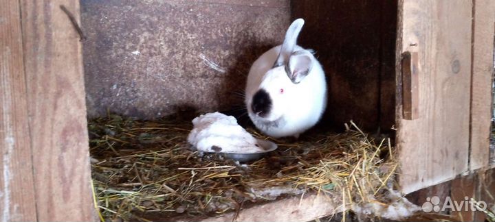 Продам кроликов цена договорная