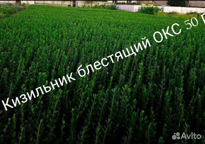 Кизильник,Дерен,Овсянница,Спиреи,Сирень,Жасмин