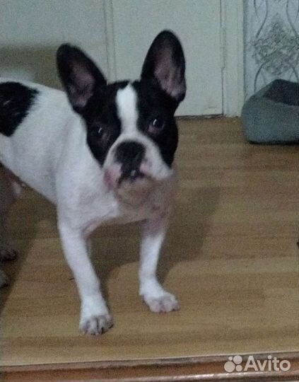 Французский бульдог