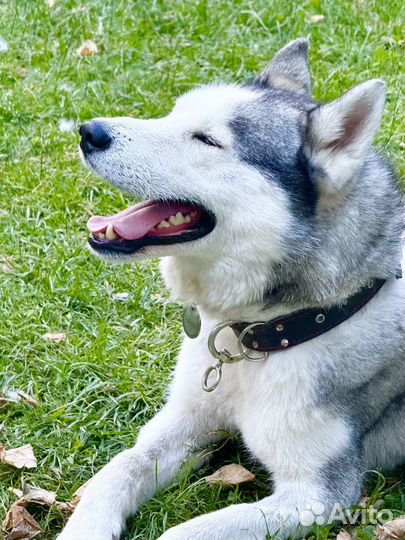 Хаски в добрые руки