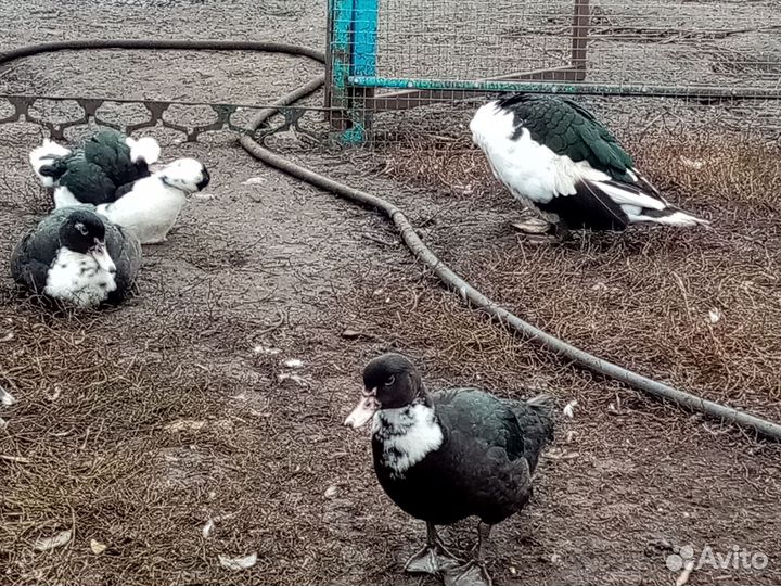 Мускусные утки индоутки индоутята