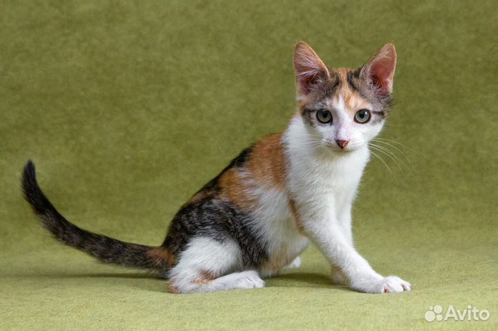 Трехцветный котенок в дар