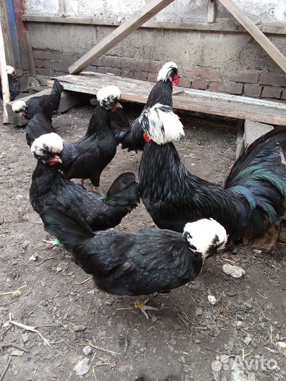 Инкубационное яйцо