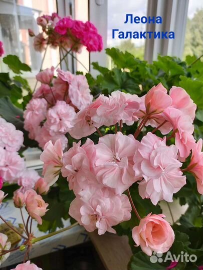 Пеларгония герань