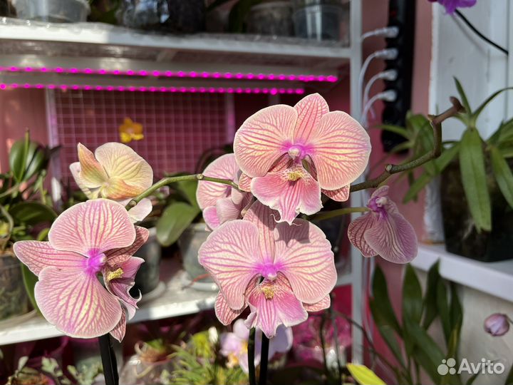 Персиковый биглип