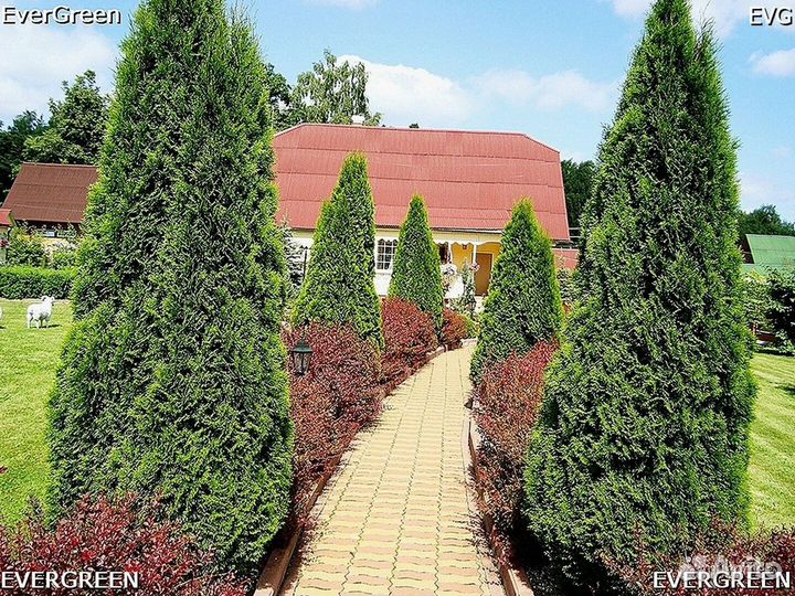 Туи с доставкой