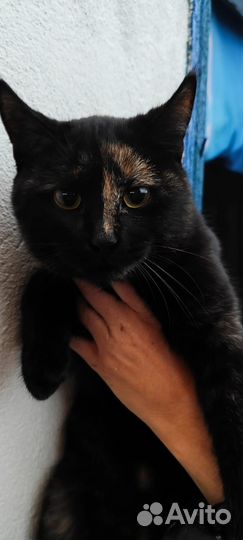 Кошка