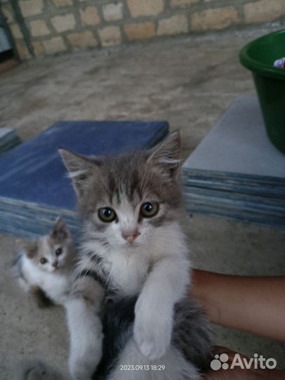 Котята в добрые руки