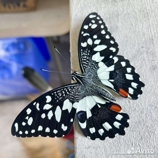 Живые бабочки от
