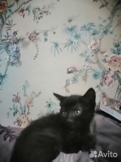 Отдам бесплатно