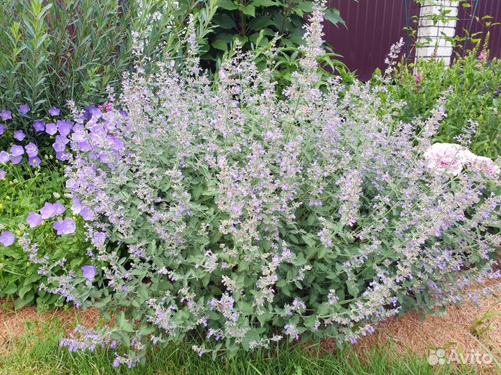 Котовник фассена Dropmore