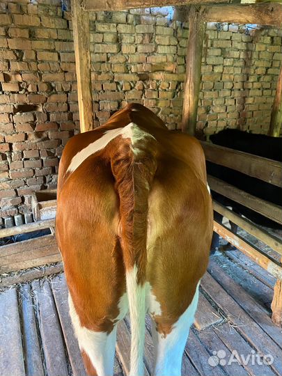 Телка 2 года