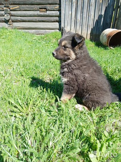 Собака в добрые руки. отдам бесплатно