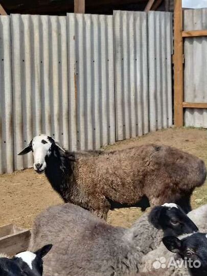 Курдючный баран