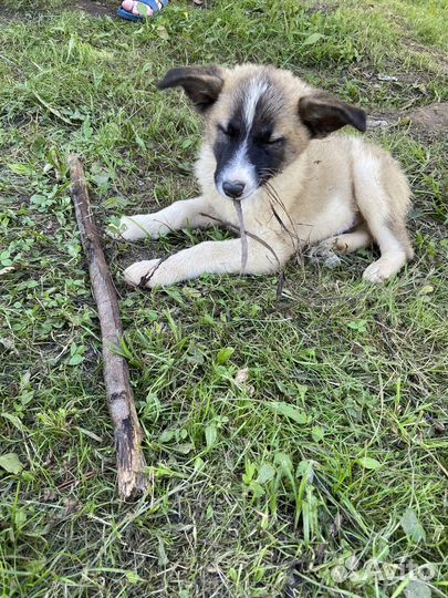 Щенок в добрые руки бесплатно щелково