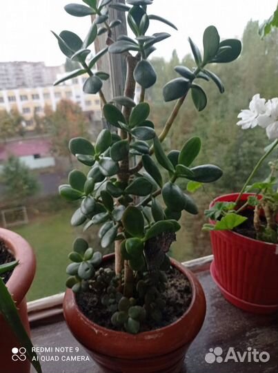 Комнатные растения цветы