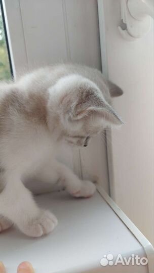 Котята 1,5 мес бесплатно кушают писают в лоток