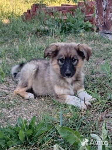 Собака в добрые руки щенок