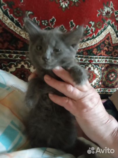Котенок