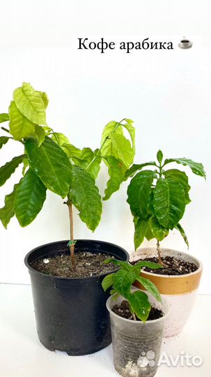 Саженцы инжира, лимон, мандарин